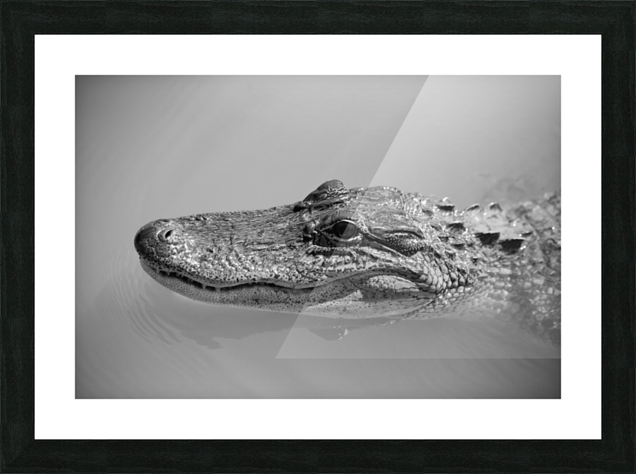 American Alligator  Picture Frame print