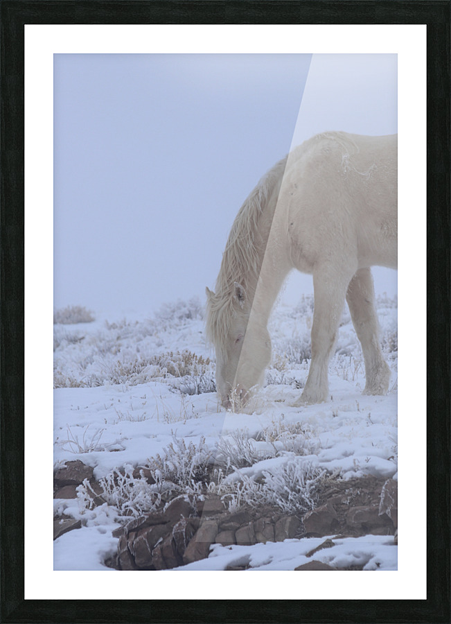 White Stallion  Picture Frame print