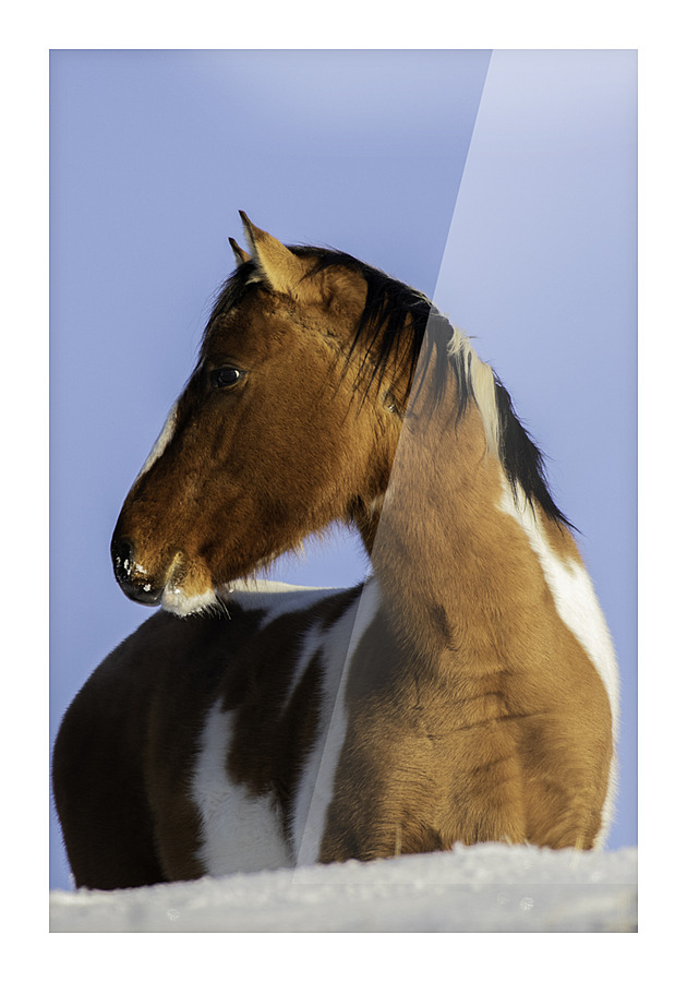 Wild Mustang Picture Frame print