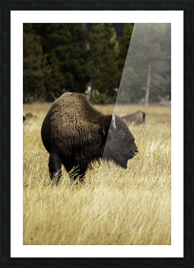 Bison Picture Frame print