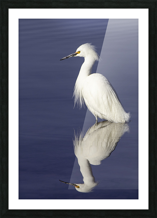 Snowy Egret  Picture Frame print