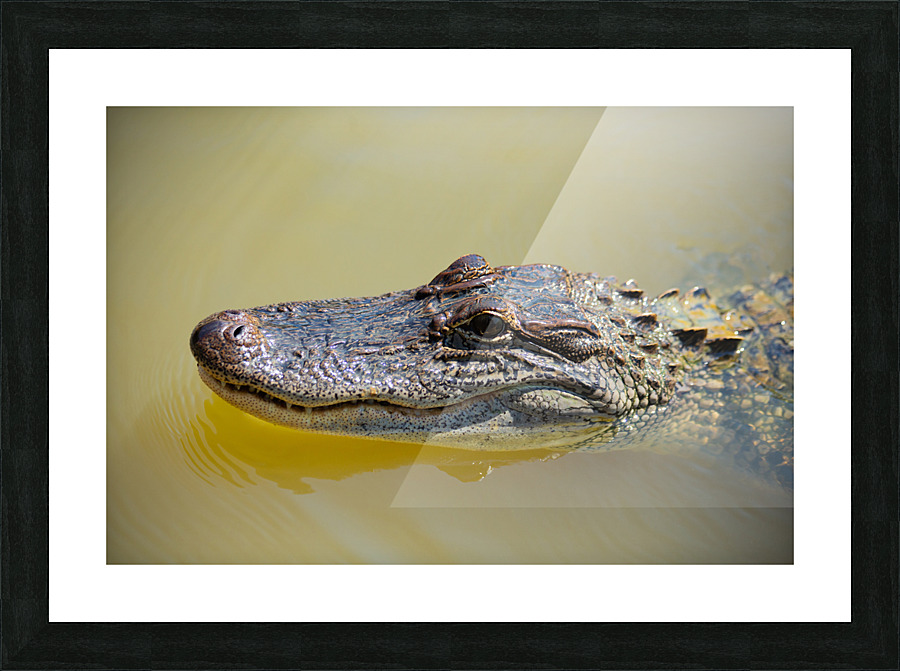 American Alligator Picture Frame print