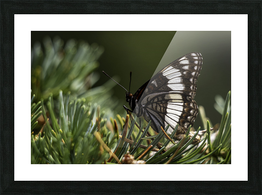 IMG 9972 Picture Frame print