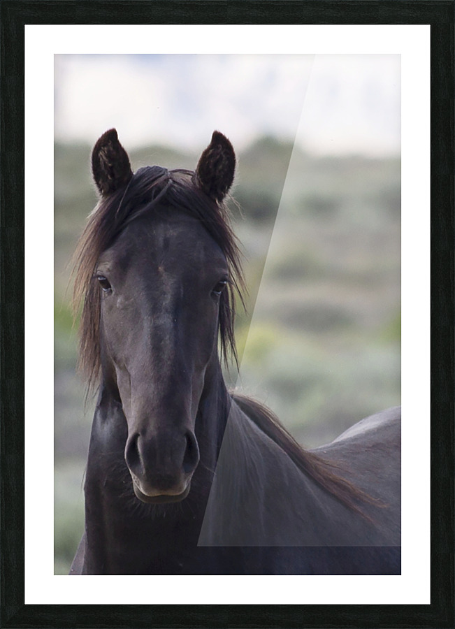 Horse Portrait Picture Frame print