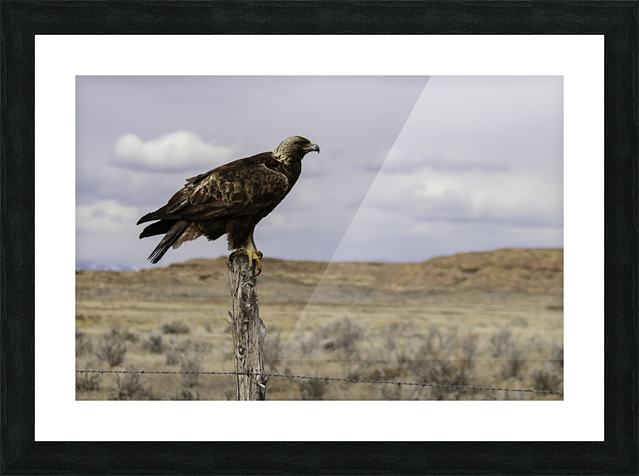 Golden Eagle 8 X12 Picture Frame print