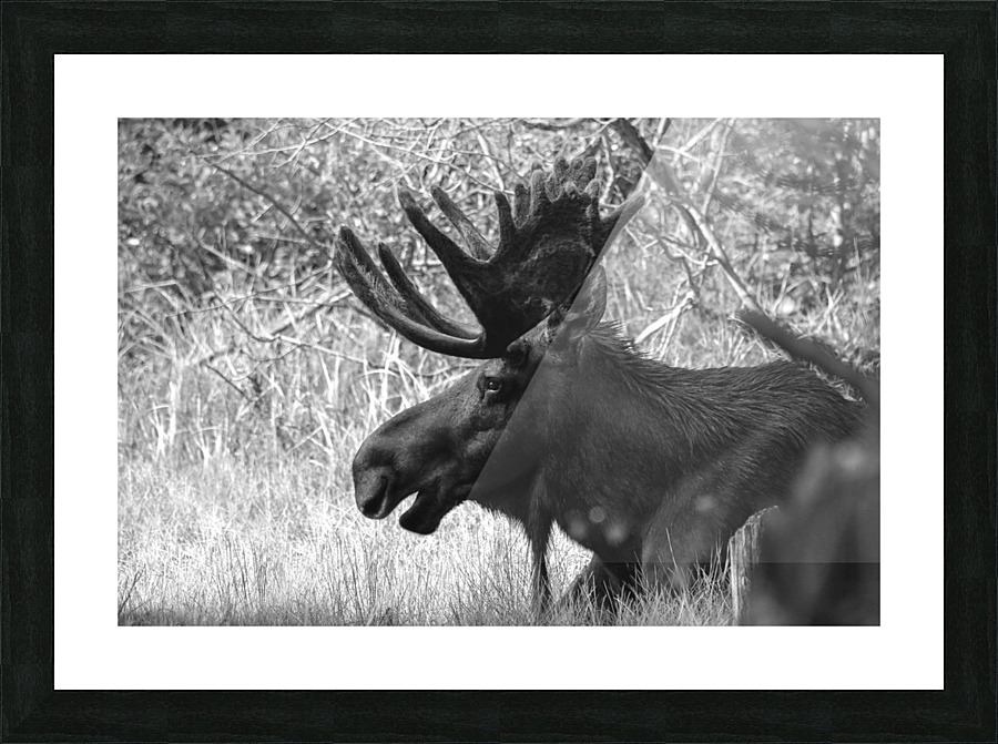 No Worries B W Picture Frame print