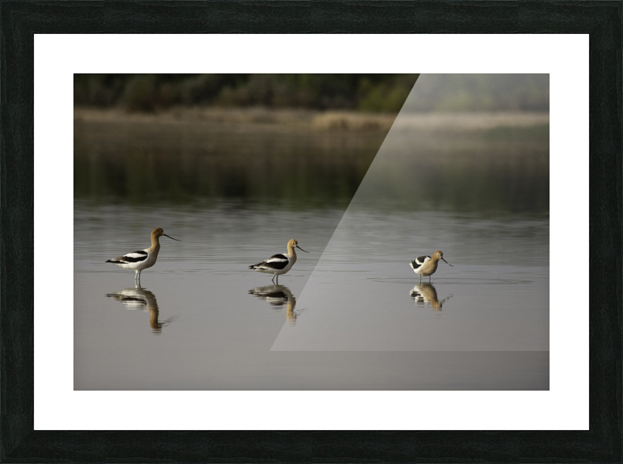 Three Stoges Picture Frame print