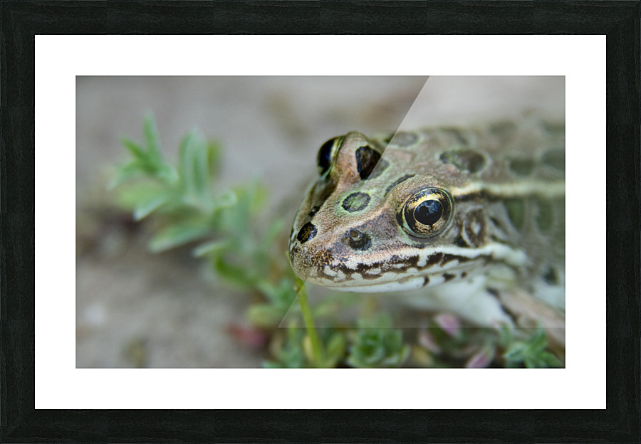 Northern Leopard Frog Picture Frame print