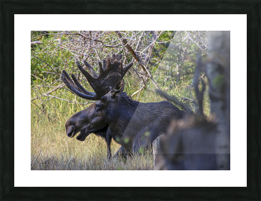 No Worries Picture Frame print