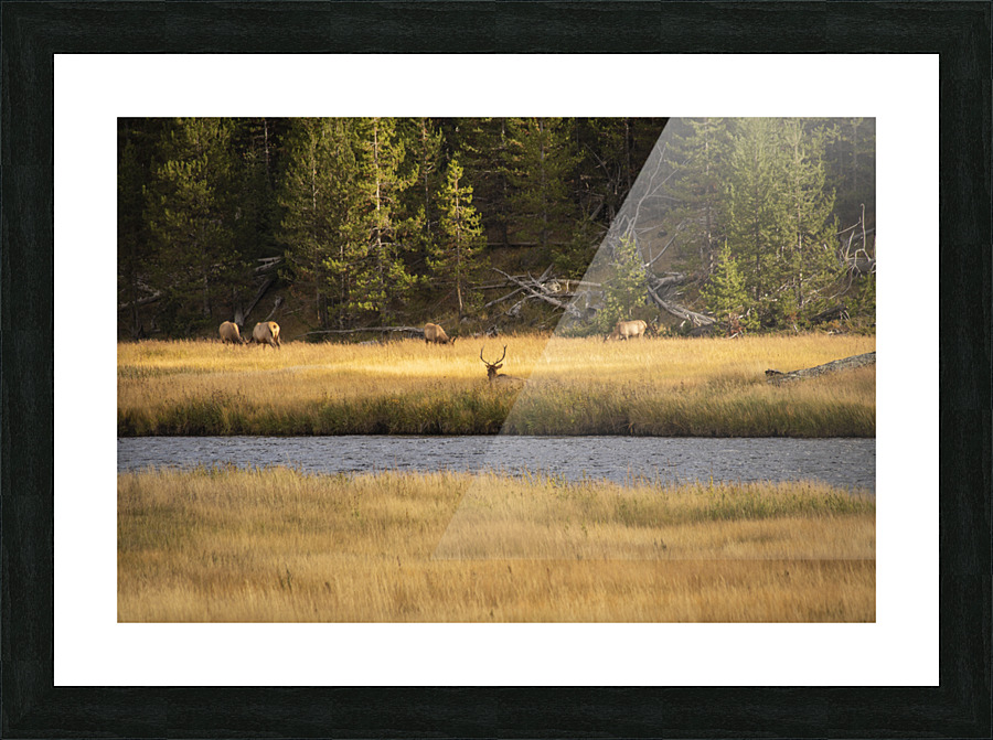 IMG 9153 Picture Frame print