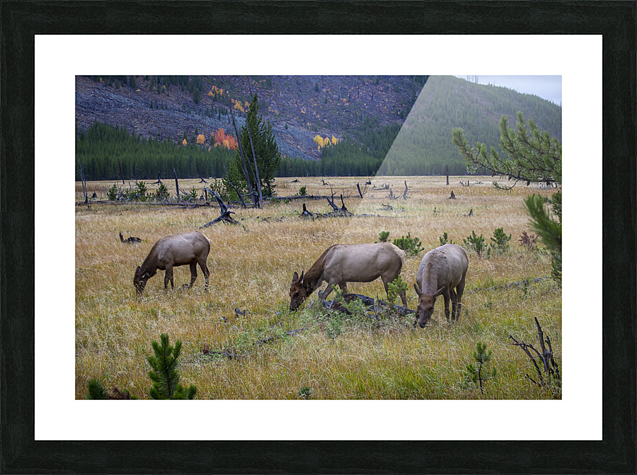 IMG 8827 Picture Frame print