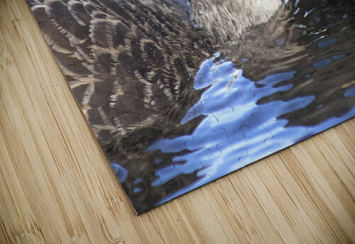 Duck Chris Casanova puzzle