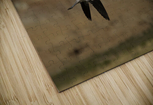 American Avocet  Chris Casanova puzzle