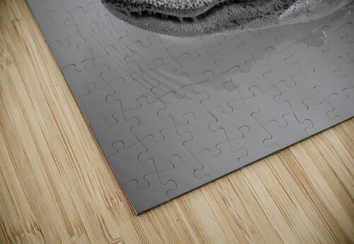 American Alligator  Chris Casanova puzzle