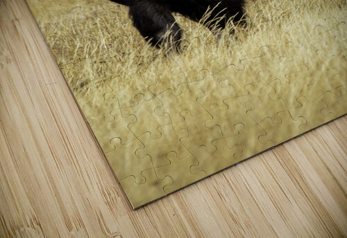 Bison Chris Casanova puzzle