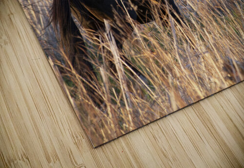 Spirit Chris Casanova puzzle