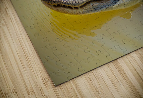 American Alligator Chris Casanova puzzle