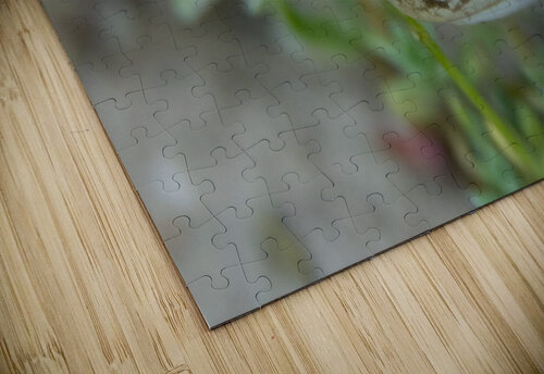 Northern Leopard Frog Chris Casanova puzzle
