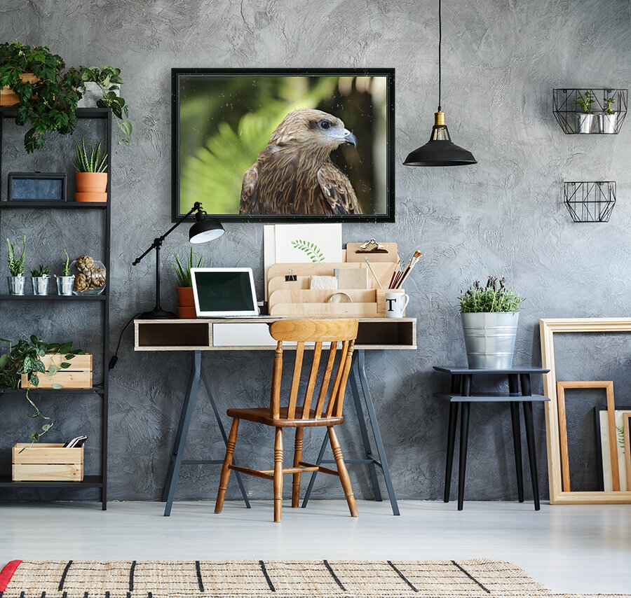 Hawk Reproduction