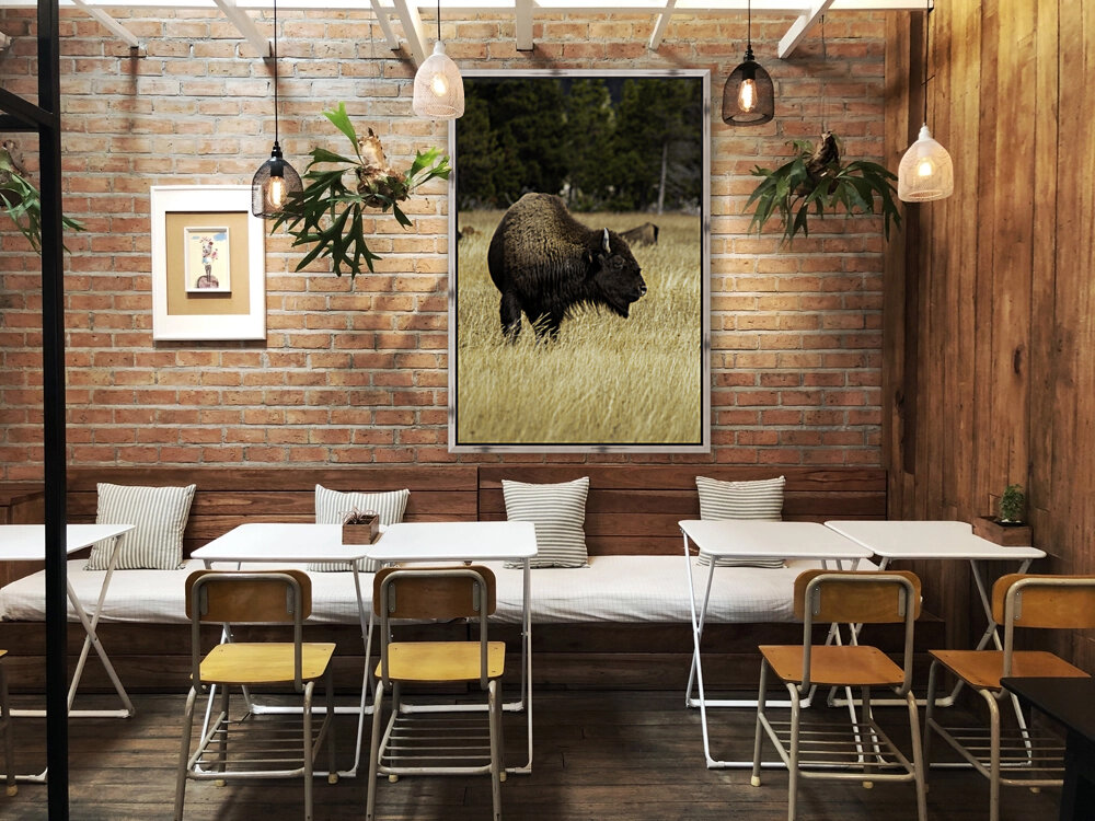Bison Reproduction