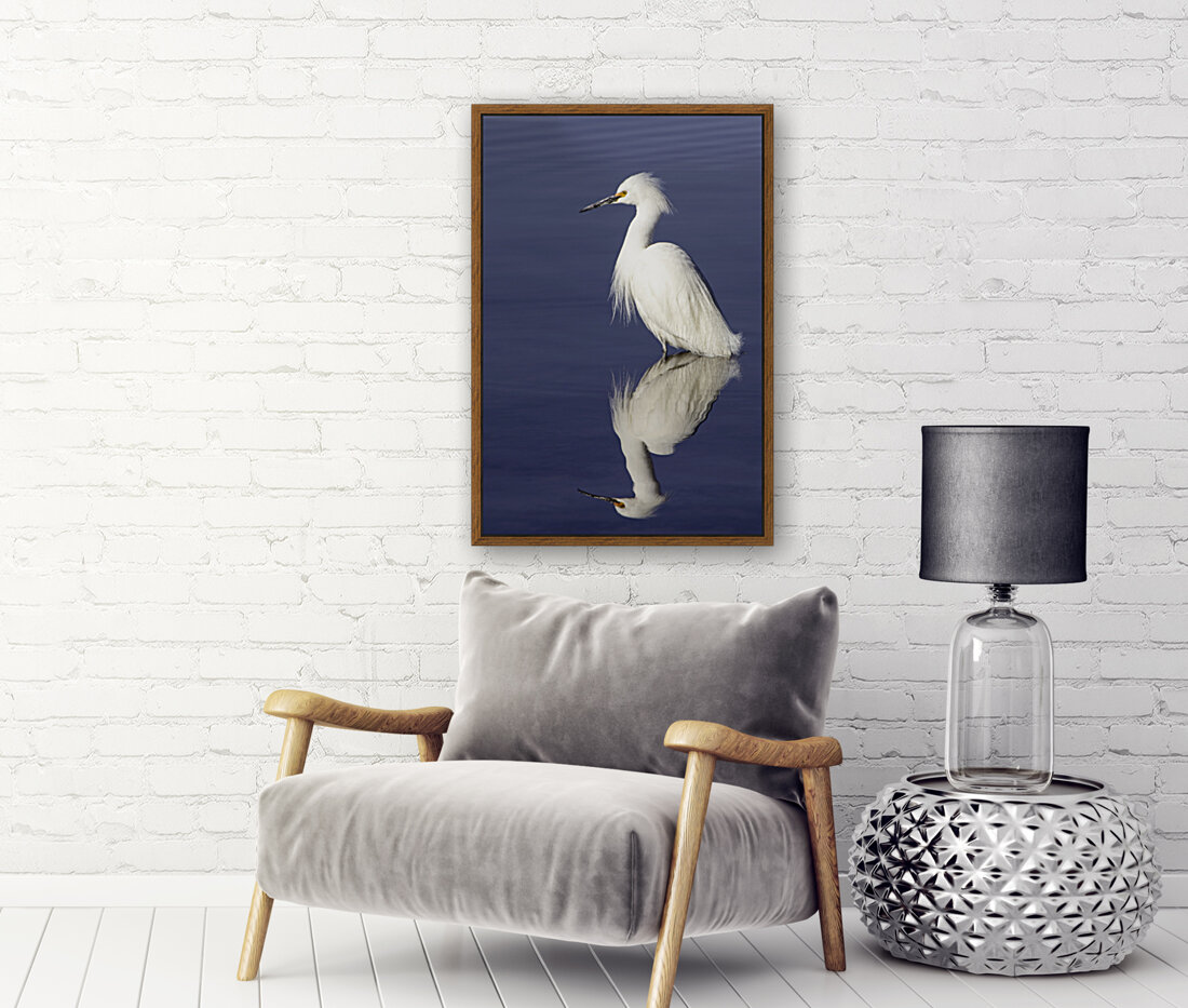 Snowy Egret  Reproduction