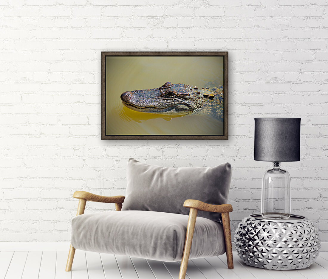 American Alligator Reproduction