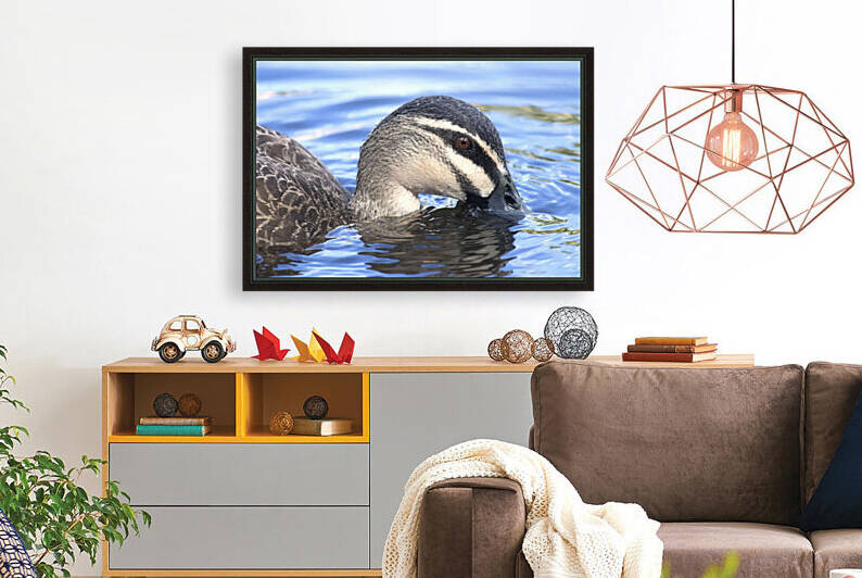 Duck by Chris Casanova