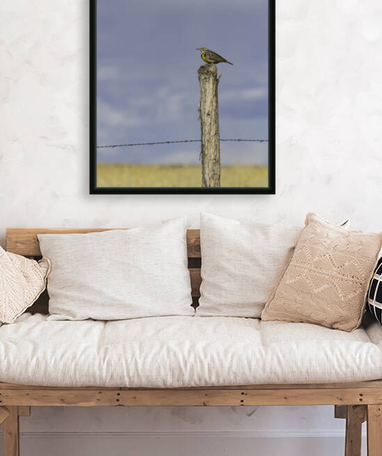 Western Meadowlark  by Chris Casanova