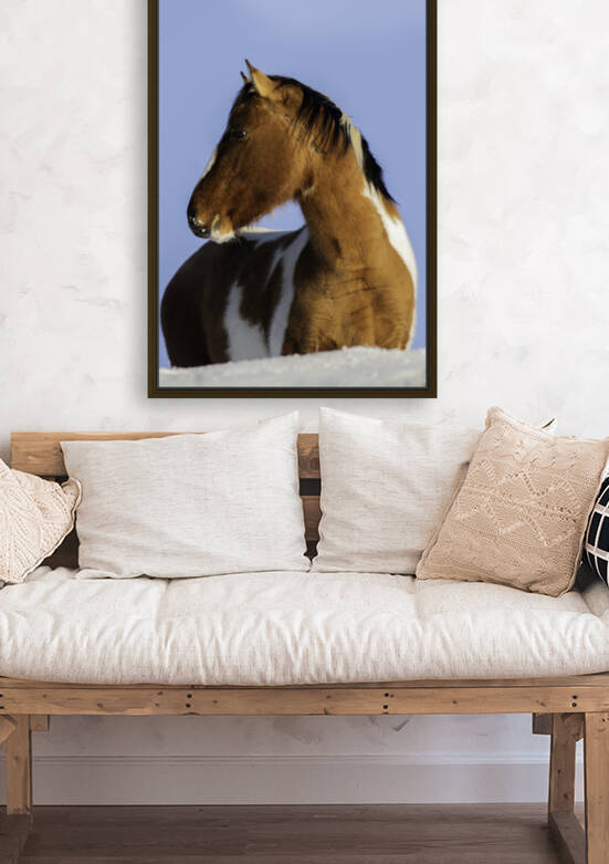 Wild Mustang by Chris Casanova
