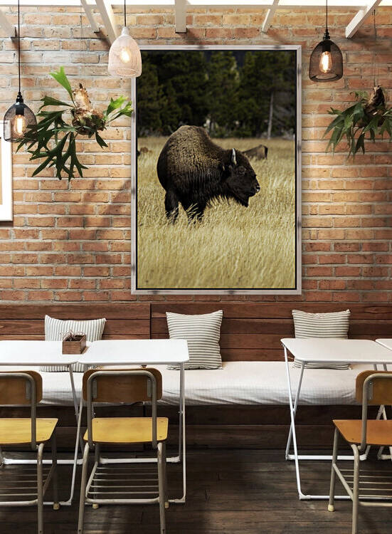 Bison by Chris Casanova