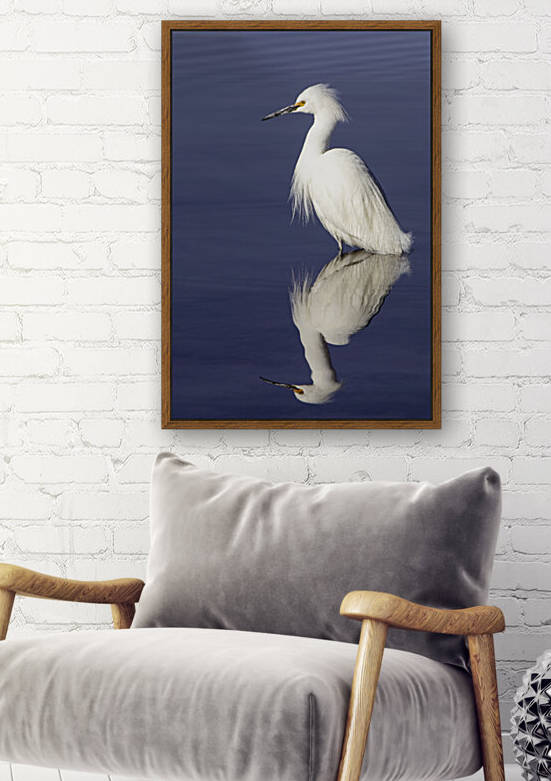 Snowy Egret  by Chris Casanova