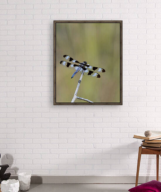 Twelve Spotted Skimmer  by Chris Casanova