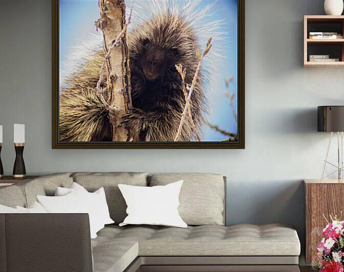 Porcupine 2 by Chris Casanova
