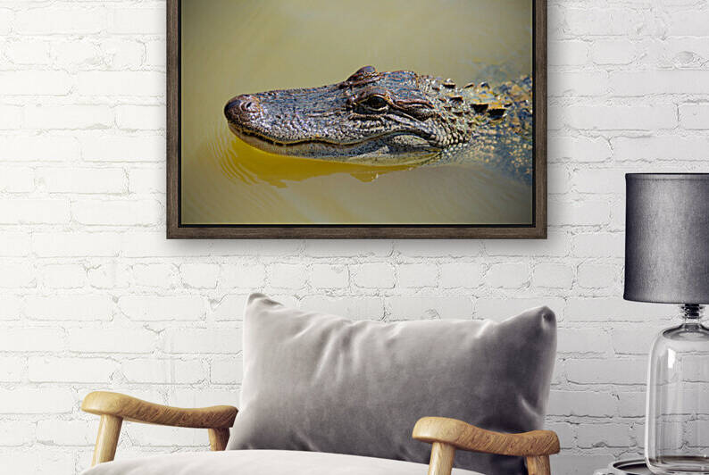 American Alligator by Chris Casanova