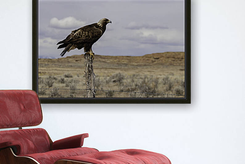 Golden Eagle 8 X12 by Chris Casanova