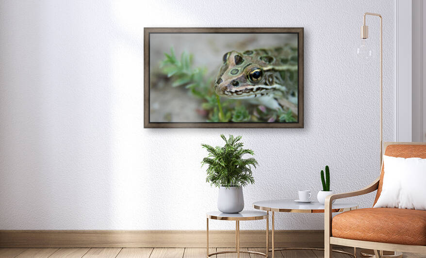 Northern Leopard Frog by Chris Casanova