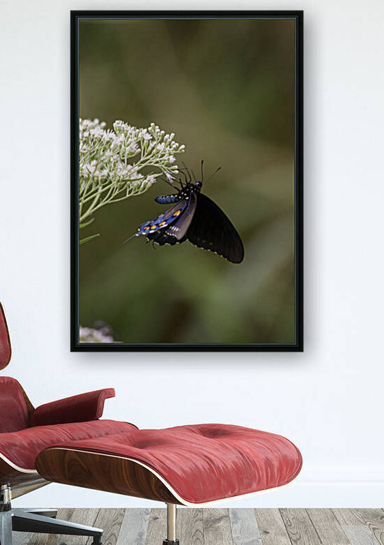 Pipevine Swallowtail Butterfly  by Chris Casanova