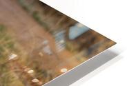 IMG 8055 HD Metal print