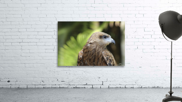 Hawk Wall Preview
