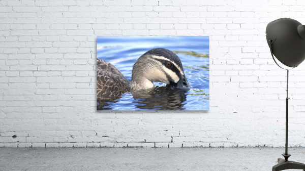 Duck Wall Preview