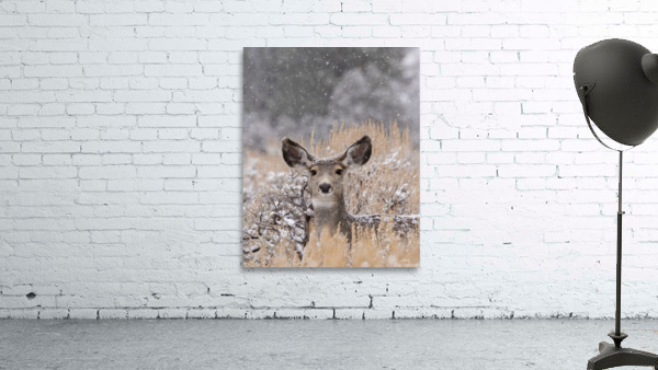 Snow Doe Wall Preview