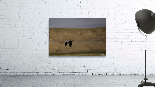 American Avocet  Wall Preview