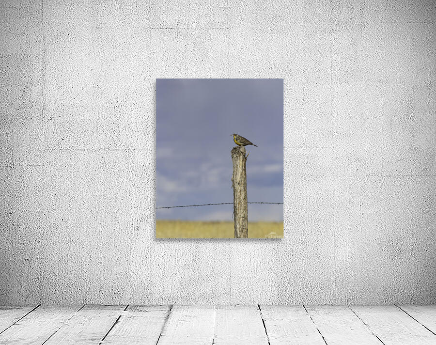 Western Meadowlark  Wall Preview