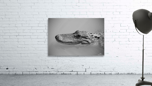 American Alligator  Wall Preview