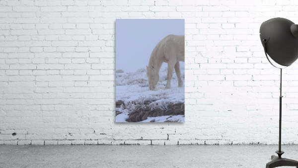White Stallion  Wall Preview