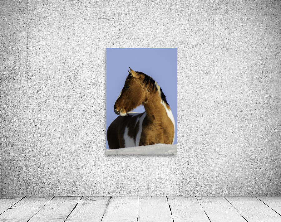 Wild Mustang Wall Preview