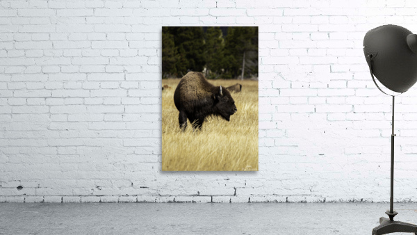 Bison Wall Preview