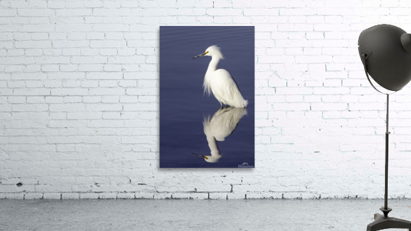 Snowy Egret  Wall Preview