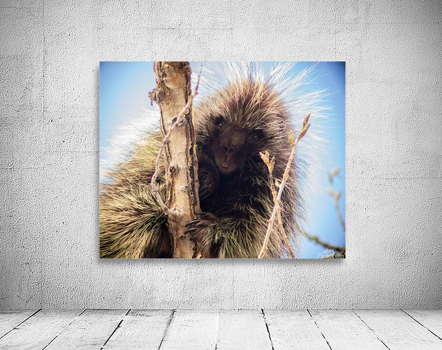 Porcupine 2 Wall Preview