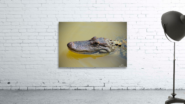 American Alligator Wall Preview